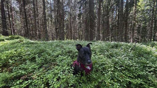 Zelda sitting among the blueberries in a pine forest.