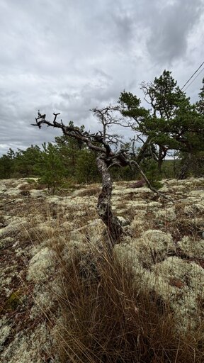 A tiny dead pine tree that looks a bit like a bonzai tree.