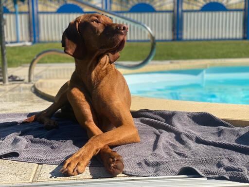 A serene and sunlit outdoor photograph of Milow, a reddish-brown Vizsla, lounging gracefully on a grey towel by the edge of a turquoise swimming pool. He is captured in a majestic pose with his front paws crossed and his head turned upward, basking in the sunlight. The background features a vibrant green lawn and a blue decorative fence under a clear sky, perfectly illustrating the peaceful start of summer.
