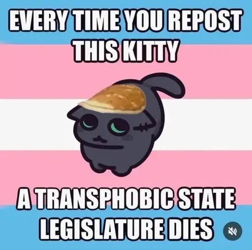 Every time you repost this kittyy, a transphobic state legislature dies