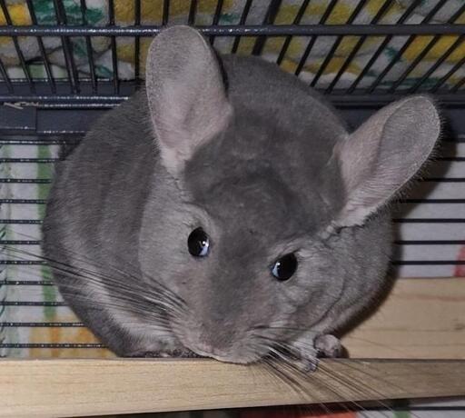 My chinchilla Muffin, who is so startled by the flash of my camera that her eyes look like googly-eyes. She has been stopped mid-gnaw as she is exploring and pooping all over her new Christmas gift: big new wooden ledges for her to perch on while watching us work in the home office.