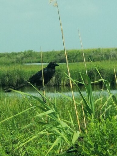 Grackle in Sabine Wildlife Refuge, Louisiana