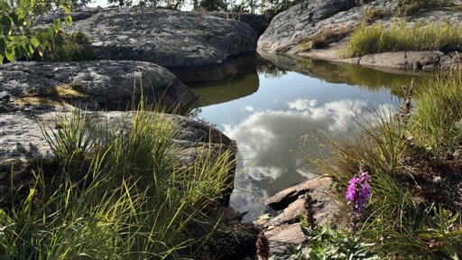 Photo of a little purple wildflower growing among cliffs and a pool of water in which the clouds reflect perfectly.