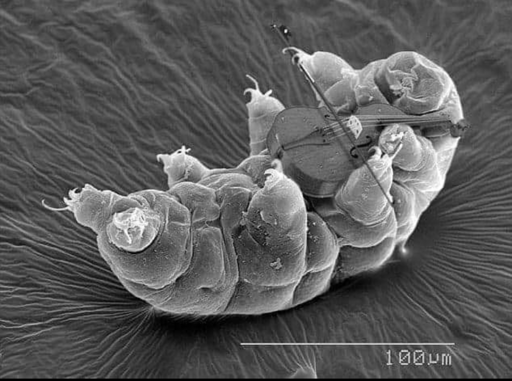 Tardigrade!