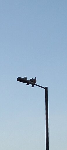 Against a clear, light blue sky, two pigeons are snuggled closely together on top of the fixture of a dark streetlamp post that rises from the bottom right.