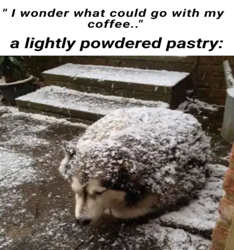 Text: "I wonder what could go with my coffee.. a lightly powered pastry" IMage: A very spherical husky loafing on the ground and covered in powdered snow.