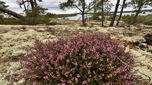 Photo of a little bush of heather with the sea showing through the trees behind it.