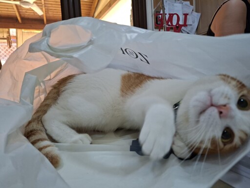 Ginger went shopping