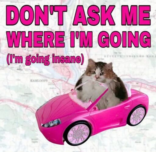Cat sitting in a toy car in front of a map with a caption that reads "Don't ask me where I'm going (I'm going insane)"