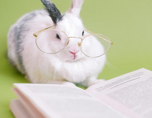 funny picture of a bunny wearing ill-fitting glasses reading a book