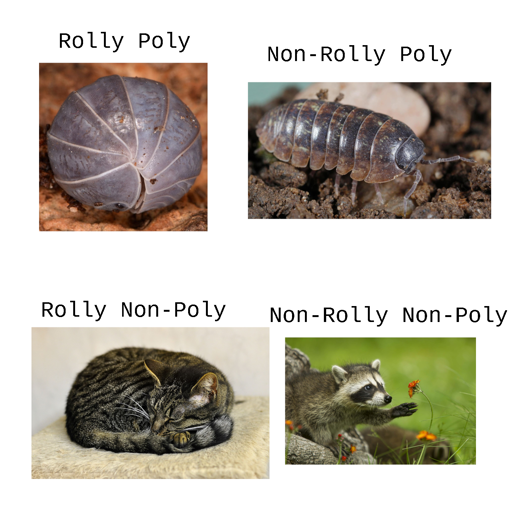 Four images in a grid with labels: Rolly Poly (Picture of curled up pillbug), Non-Rolly Poly (Picture of unrolled pilbug), Rolly Non-Poly (Picture of curled up cat), Non-Rolly Non-Poly (Picture of Raccoon)