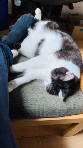 Eine schwarz-weiße Katze liegt mit freiliegendem Bauch auf einer strukturierten Oberfläche. Neben der Katze ist teilweise das Bein einer Person sichtbar. Die Szene wirkt gemütlich und entspannt.