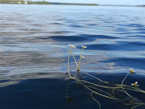 Photo of flowers from a seaweed sticking up on the surface on the water, at this spot it was 2-3 meters deep. A long way to grow to flower...