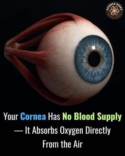 A vertical image shows a detailed 3D rendering of a human eye against a black background. The eye is anatomically correct, showing the optic nerve, muscles, and the eyeball itself with a blue iris. Text is superimposed on the bottom of the image. The top line of text reads: "Your Cornea Has No Blood Supply". The bottom line of text reads: "— It Absorbs Oxygen Directly From the Air". 