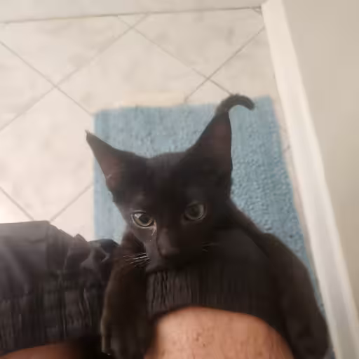 A small black kitten attempts to climb into a mans lap while he is using the toilet.