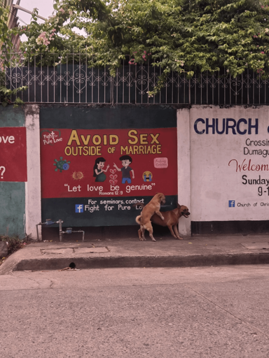 Dogs can't read