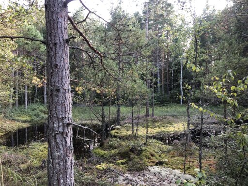 Photo of a tiny forest, in a tiny swamp, on a tiny island, there grew some tiny trunks.
