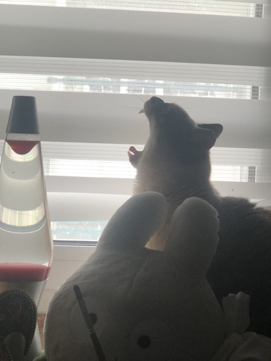 A gray cat yawning. It looks as if he's screaming.