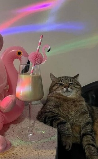 The lights, the flamingo decoration, and the drink completed the atmosphere as a chubby cat leaned next to the counter. Staring at you with slightly open eyes, "hey"